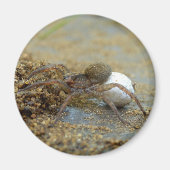 卵嚢マグネット付きオオカグモ マグネット (正面)