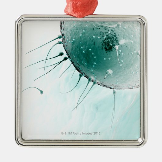 卵子を肥やしている精液 メタルオーナメント (正面)