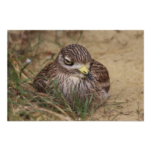 卵巣黒雲母 ポスター (正面)