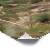 卵巣黒雲母 ポスター (コーナー)