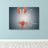 卵巣、腎臓、膀胱を有する女性の子宮 キャンバスプリント (インサイチュ (ウッドフロア))