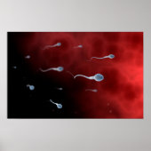 卵管内精子の概念像 ポスター (正面)