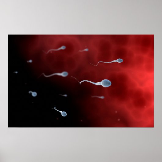 卵管内精子の概念像 ポスター (正面)