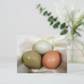 卵3個… ポストカード (スタンド正面)