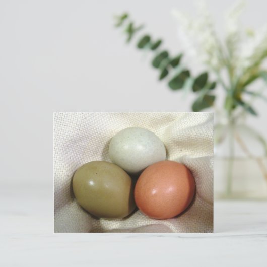 卵3個… ポストカード (スタンド正面)