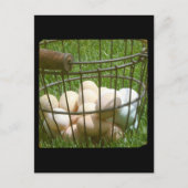 卵 ポストカード (正面)