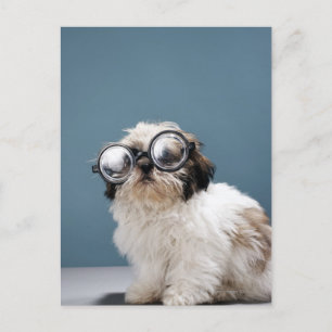 厚い眼鏡をかけた子犬 ポストカード