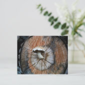 原木に生えた野生のシイタケ ポストカード (スタンド正面)