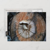 原木に生えた野生のシイタケ ポストカード (正面/裏面)