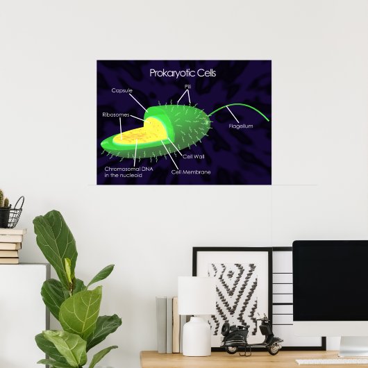 原核細胞図 ポスター (ホームオフィス)