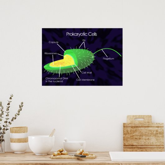 原核細胞図 ポスター (キッチン)