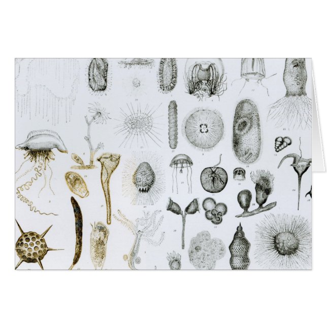 原生動物門および腔腸動物門 (正面横)