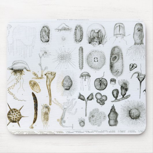 原生動物門および腔腸動物門 マウスパッド (正面)