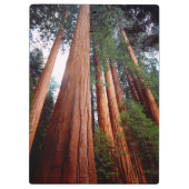 原生林のセコイア・レッドウッドの樹々 クリップボード (裏面)