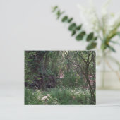 原生林カスタムルイジアナ写真ポストカード ポストカード (スタンド正面)