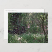 原生林カスタムルイジアナ写真ポストカード ポストカード (正面/裏面)