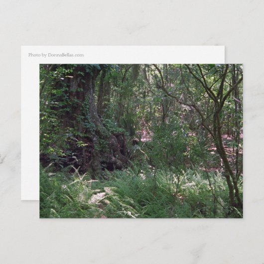 原生林カスタムルイジアナ写真ポストカード ポストカード (正面/裏面)