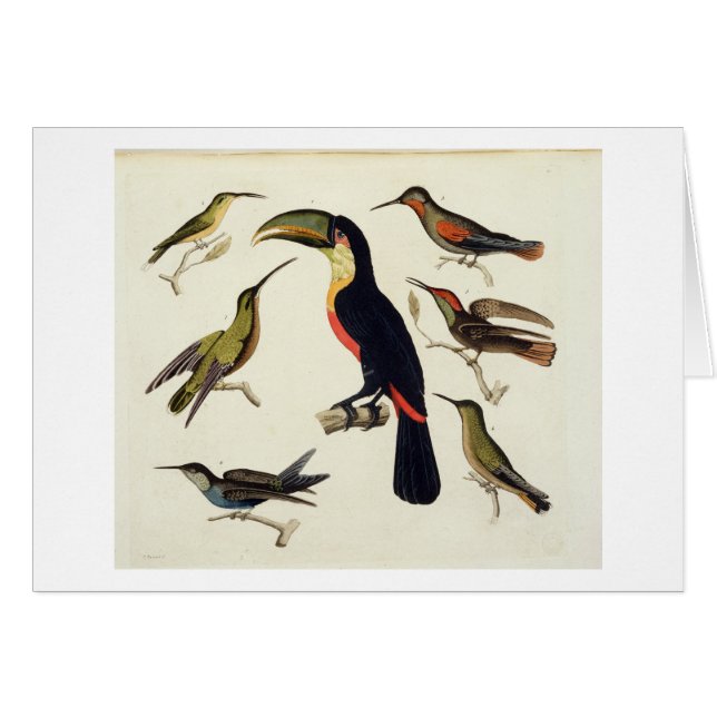 原産の鳥、Toucan (中心)を含む、Amazo (正面横)