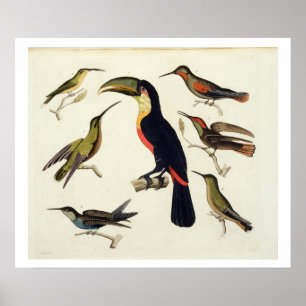 原産の鳥、Toucan (中心)を含む、Amazo ポスター