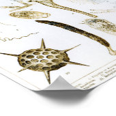 原虫と腸腸腸動物 ポスター (角)