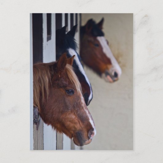 厩の3頭の馬のポストカード ポストカード (正面)