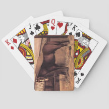 厩舎の赤みを帯びた馬馬