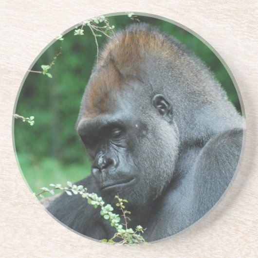 厳格なゴリラ コースター (正面)