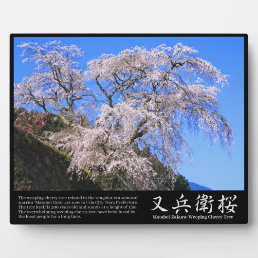 又兵衛桜のフォトプラーク フォトプラーク (正面)
