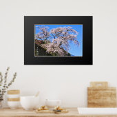 又兵衛桜:しだれさくらんぼ木 ポスター (キッチン)