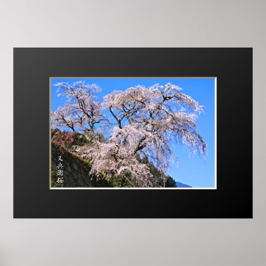 又兵衛桜:しだれさくらんぼ木 ポスター (正面)