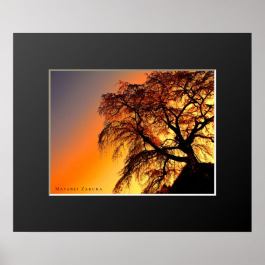 又兵衛桜:しだれさくらんぼ木 ポスター (正面)