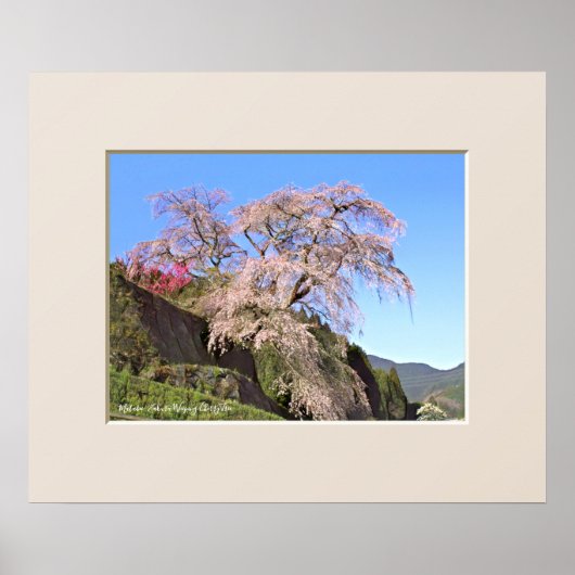 又兵衛桜 ポスター (正面)