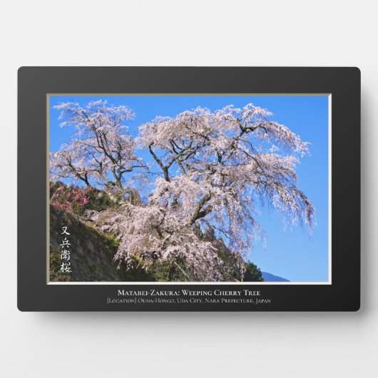又兵衛桜: 枝垂れ桜 フォトプラーク (正面)