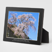 又兵衛桜: 枝垂れ桜 フォトプラーク (側面)
