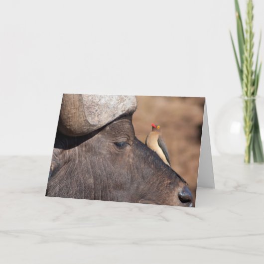 友人: アフリカスイギュウおよびウシのキツツキカード カード (正面)