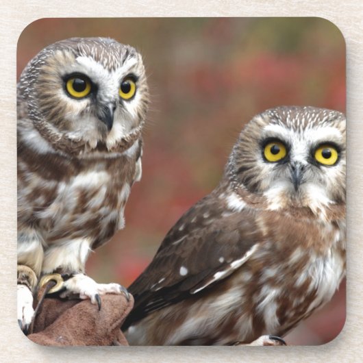 友人 コースター (正面)