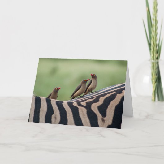 友人:ゼブラとオックスペッカーカード カード (正面)