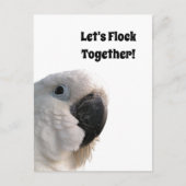 友情の日Cockatoo Flock Together写真おもしろい ポストカード (正面)