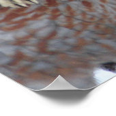 友情はフェンスを知らない – ヤギ – オンドリ ポスター (角)