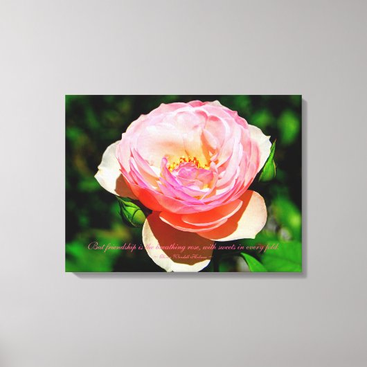 友情引用文ピンクイングリッシュバラ キャンバスプリント (正面)