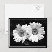 双子のデイジー ポストカード (正面/裏面)