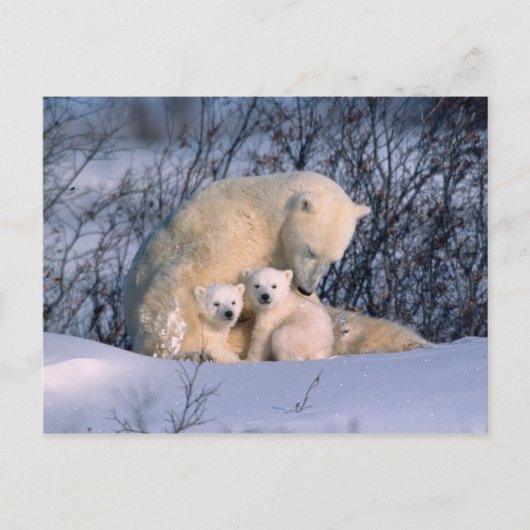 双子の子グマと座る母のホッキョクグマ、 ポストカード (正面)
