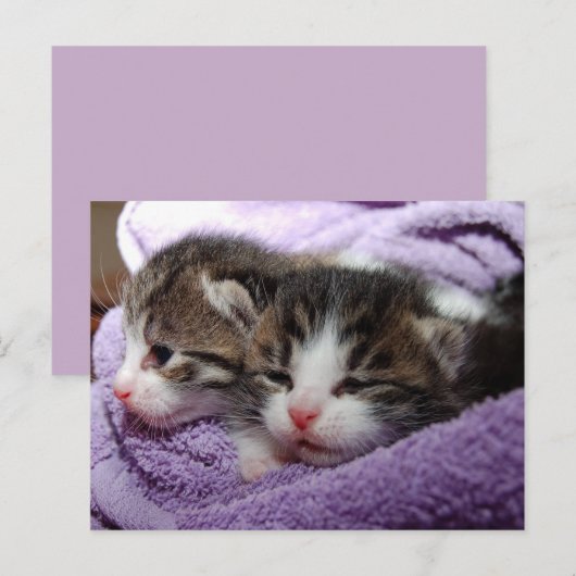 双子の子猫はがき ポストカード (正面/裏面)