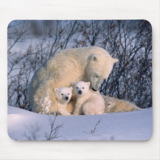双子の母ホッキョクグマ マウスパッド (正面)