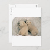 双子ベビーホッキョクグマ ポストカード (正面/裏面)