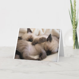 . .双子ペット猫かわいいシャム猫 シーズンカード