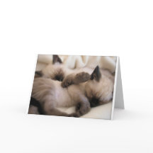 . .双子ペット猫かわいいシャム猫