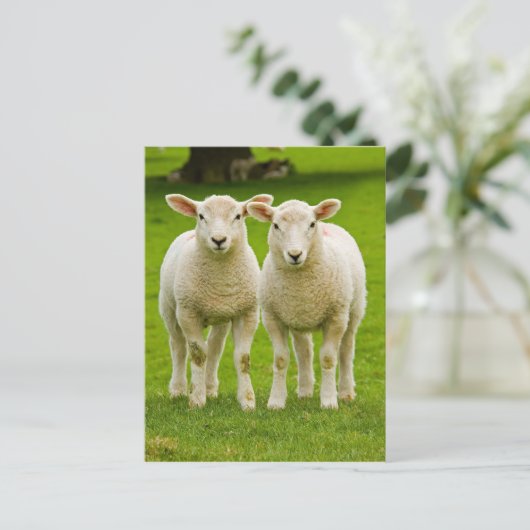 双子板 ポストカード (スタンド正面)