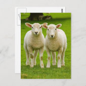 双子板 ポストカード (正面/裏面)