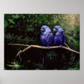 双子 ポスター (正面)